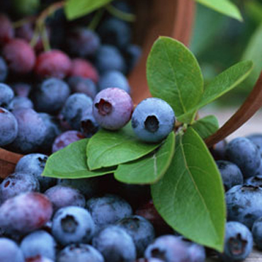 盤點(diǎn)十大抗氧化防衰老紫
