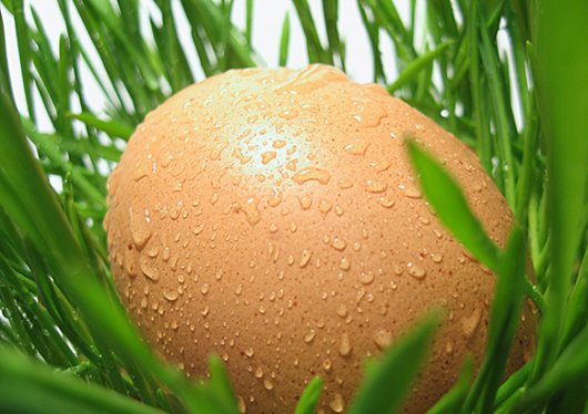 如何讓雞蛋變得營(yíng)養(yǎng)又美