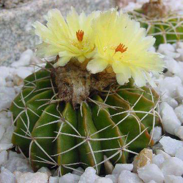 電腦桌必備防輻射最強的植物