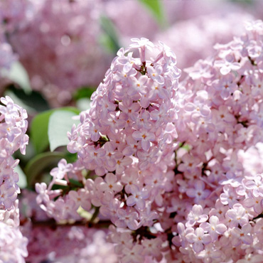 孕婦房間擺放的植物也有講究